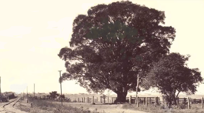 Foto preta e branca de uma árvore

Descrição gerada automaticamente